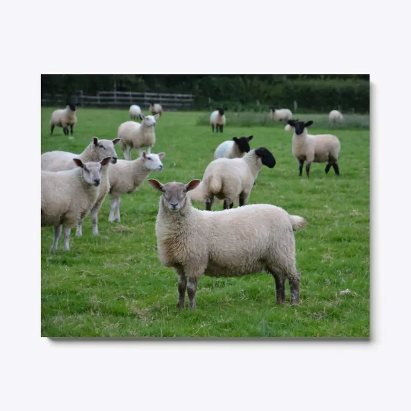 Sheep Wall Canvas