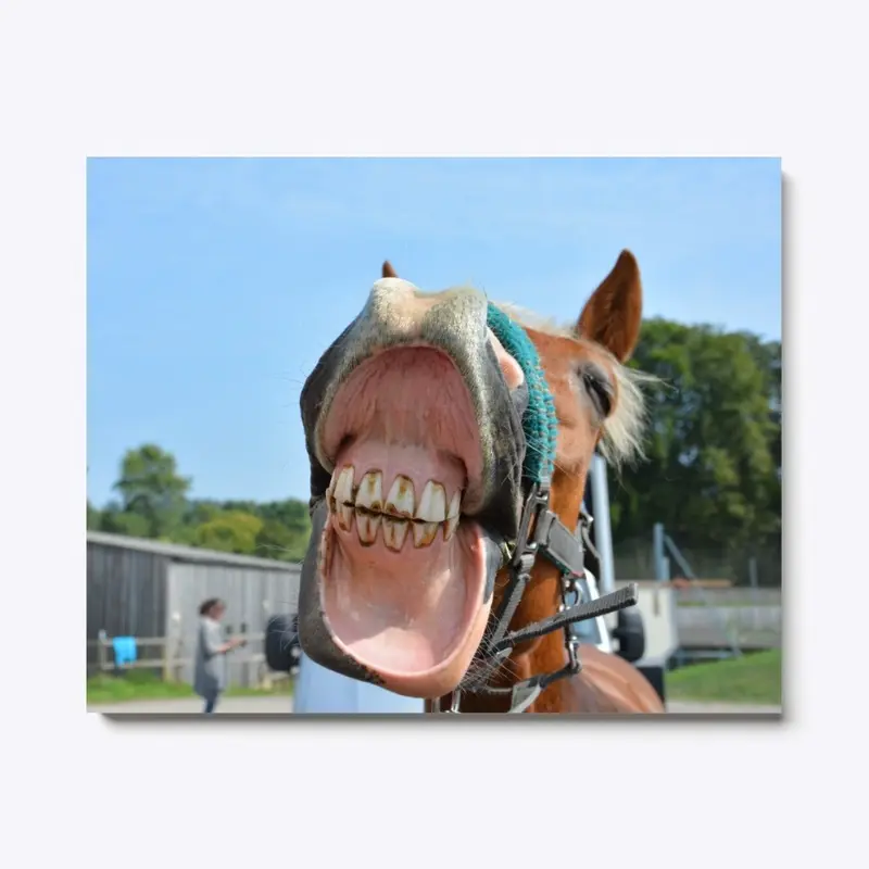 Horse Smile Canvas